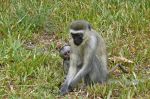 Maman singe avec son petit