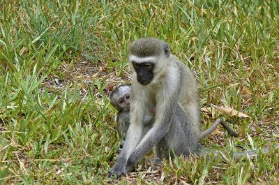 Maman singe avec son petit - Photo libre de droit - PABvision.com