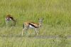 Gazelles de thomson