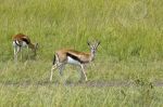 Gazelles de thomson