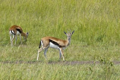 Gazelles de thomson - Photo libre de droit - PABvision.com