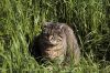 chat dans la nature