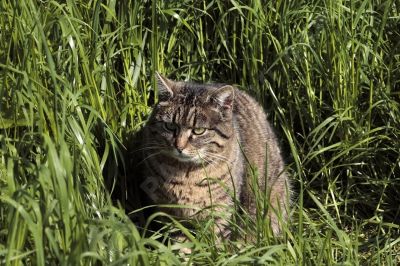 chat dans la nature - Photo libre de droit - PABvision.com