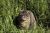 chat dans la nature - Photos