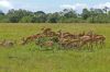 Gazelles de thomson