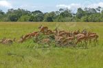 Gazelles de thomson