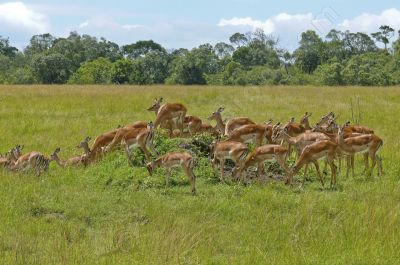 Gazelles de thomson - Photo libre de droit - PABvision.com