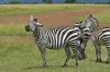 Z�bres en promenade