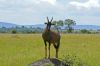 Antilope sur son poste d'observation