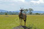 Antilope sur son poste d'observation