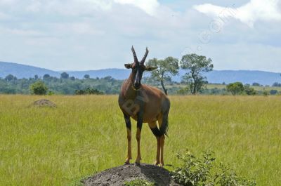 Antilope sur son poste d'observation - Photo libre de droit - PABvision.com