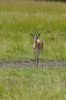 Gazelle de thomson