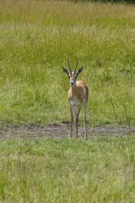 Gazelle de thomson - Photo libre de droit - PABvision.com