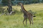 Girafe en promenade