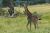 Girafe en promenade - Photos