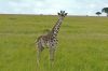 Girafe en promenade
