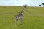 Girafe en promenade