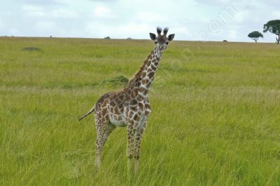 Girafe en promenade - Photo libre de droit - PABvision.com