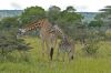 Girafe en promenade
