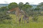 Girafe en promenade