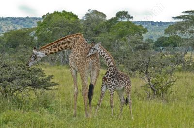 Girafe en promenade - Photo libre de droit - PABvision.com