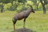 antilope