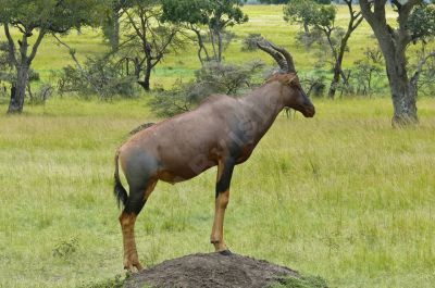 antilope - Photo libre de droit - PABvision.com