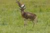 antilope