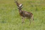 antilope