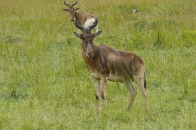 antilope - Photo libre de droit - PABvision.com