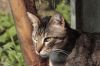 chat dans la nature