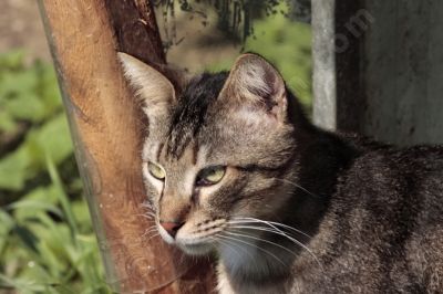 chat dans la nature - Photo libre de droit - PABvision.com