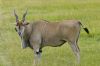 antilope