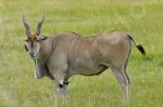 antilope