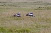 Grues � la recherche de nourriture