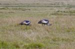 Grues  la recherche de nourriture