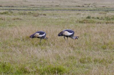 Grues à la recherche de nourriture - Photo libre de droit - PABvision.com