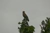 Oiseau rapace sur la pointe d'un arbre