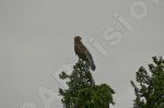 Oiseau rapace sur la pointe d'un arbre