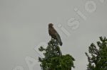 Oiseau rapace sur la pointe d'un arbre