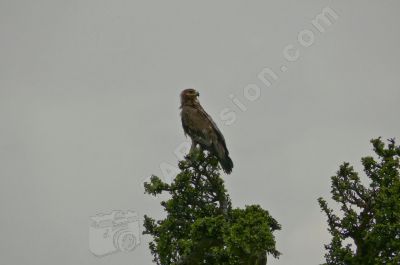 Oiseau rapace sur la pointe d'un arbre - Photo libre de droit - PABvision.com