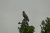Oiseau rapace sur la pointe d'un arbre - Photos