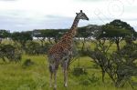 Girafe en position d'observation
