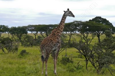 Girafe en position d'observation - Photo libre de droit - PABvision.com