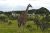 Girafe en position d'observation - Photos