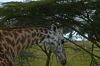 Girafe en promenade