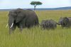 �l�phants dans la savane
