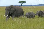 lphants dans la savane