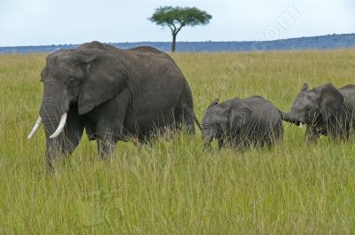éléphants dans la savane - Photo libre de droit - PABvision.com