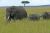 éléphants dans la savane - Photos